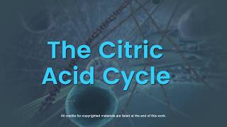 Overview of the citric acid cycle [upl. by Lrak]