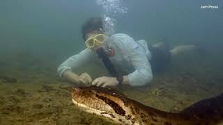 Worlds biggest snake discovered in the Amazon [upl. by Feucht]