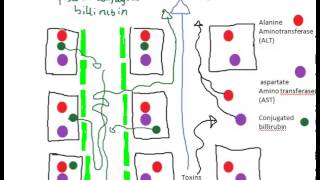 liver function tests [upl. by Boak]