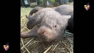 Cute Wombats Compilation 2022  Funny Wombats  Top Fails Everything  Fails Clips [upl. by Pierre]