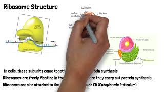 Ribosome Class 11th Biology [upl. by Ann66]