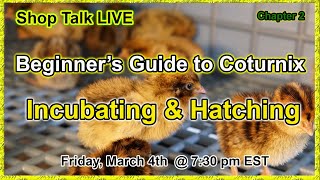 Coturnix Corners  Beginners Guide to Coturnix  Incubation amp Hatching [upl. by Ahsaercal]