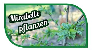 Mirabelle pflanzen  aus der Eifel von Neues vom Landei [upl. by Derwood]