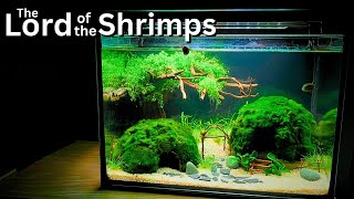 The Lord of the Shrimp No filter Nano Shrimp Tank  Stepbystep tutorial [upl. by Saito]