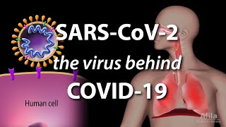 Understanding the Virus that Causes COVID19 Animation [upl. by Conyers671]