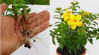 How to grow allamanda plant from cuttings  Allamanda Propagation [upl. by Etneciv]