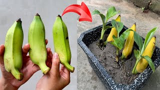 SUMMARY OF 4 SUPER FAST TECHNIQUES to propagate banana plants using coca or pepsi super growth [upl. by Africah535]