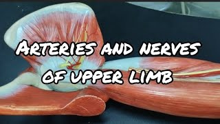 ARTERIES AND NERVES OF UPPER LIMB  Gross Anatomy [upl. by Direj867]