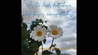 quotWhy Daisy are Loved by Allquot❤️✨ fypflowershortsdiyflowyshorts flowerdailyflowerpower [upl. by Nwotna]