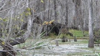 Shocking Video Of Methane Gas Bubbling In Bayou Corne Near Sinkhole [upl. by Jenkins]