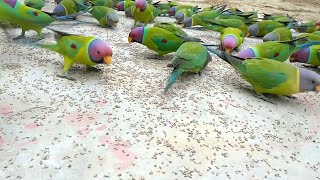 Beautiful Colour full parrots in my garden [upl. by Nnilsia]