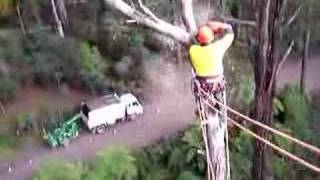 Tree Climbing techniques and tall tree cutting techniques with Ace Tree high point out of a bucket [upl. by Enner]