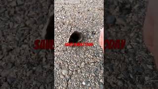 Saved this animal in the road Cute baby mole mole wildlife animals cute save me jelly roll [upl. by Verile]