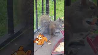 Eminem Abracadabra Feeding My Squirrel Friend [upl. by Otrebmal355]