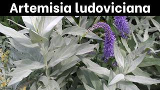 Artemisia ludoviciana  Introduction amp Growing Info [upl. by Chrystal]