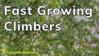 7 Fast Growing Climbing Plants for Australian Gardens [upl. by Nnylaj190]