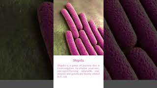 What is Shigella Bacteria [upl. by Ruffo329]