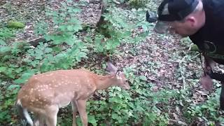 Whitetail Deer the affect of bluetongue [upl. by Anailil726]