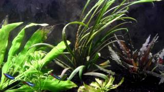 Cryptocoryne Spiralis [upl. by Elesig]