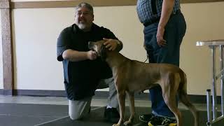 Seattle All Breed Dog Handling Workshop with Eric Salas [upl. by Assirhc]