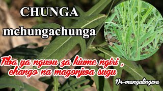 zifahamu faida ya kula CHUNGA au MCHUNGA kiafya [upl. by Akinuahs]