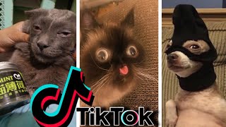 Funniest TikTok Dogs and Cats 52  Try Not to Laugh with TikTok Animals 2020  OnPets Sparkle [upl. by Anilatsyrc]