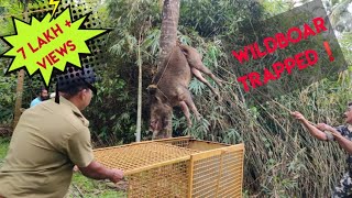 Trapping giant wild boar from kerala [upl. by Allesig178]