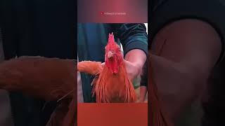 chicken gimbal head facts sciencefacts science [upl. by Brittne]