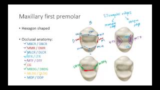 Dental Anatomy Premolars [upl. by Enimsaj620]