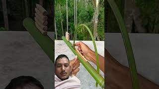 Bamboo sling shot archery diy bamboo toys funny hydrulicpress fruit toy [upl. by Aihtniroc]