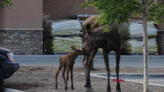 Urban Baby Moose [upl. by Elora]