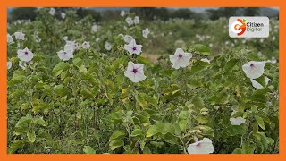 Invasive Ipomea plant has destroyed grazing fields in Kajiado [upl. by Colly]