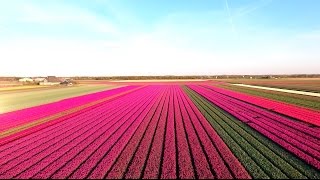 Amazing Tulip Fields [upl. by Ahseeyt]