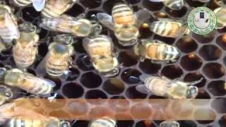 Beekeeping मधुमक्खी पालन [upl. by Ysle]