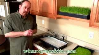 How To Grow Wheatgrass  Growing Wheat Grass [upl. by Neerod794]