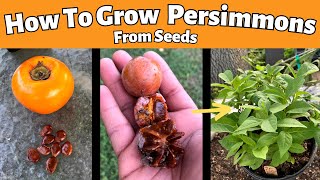 How to Grow Persimmons From Seeds Fuyu and American Persimmons [upl. by Celie721]