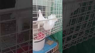 Fantail pigeons is outviralvideo shortsvideo foryou trendingshorts kabootar [upl. by Mcnalley]