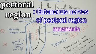 cutaneous nerves of pectoral regionmnemonic of cutaneous nerves of pectoral region [upl. by Babcock144]