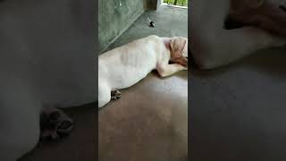 My lab puppy breathing so fast [upl. by Rubbico]