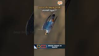 ప్రపంచం లోనే అత్యంత వేగంతో ఎగరగలిగే పక్షులు birdsinfo mostintrestingfacts informative [upl. by Htezzil986]