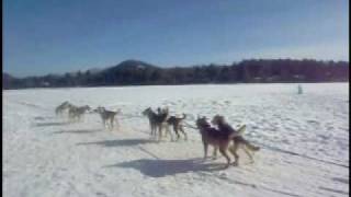 Lake Placid dog sled rides Unique winter fun [upl. by Alisen975]