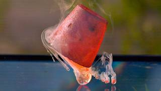 Molten Salt Explosion at 82000 FPS  The Slow Mo Guys [upl. by Ammeg]