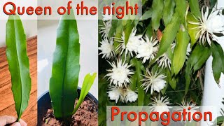 How To Propagate Dutchmans pipe cactus  Nocturnal plant Epiphyllum oxypetalum [upl. by Venditti202]