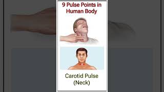 pulse point  pulse sites in human body  9 pulse point in on human body  nadi pariksha [upl. by Nennerb]