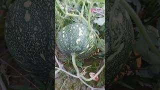 মিষ্টি কুমড়াPumpkinCucurbita moschataFamilyCucurbitaceae plants agriculture lifecraftiqbal [upl. by Pet]