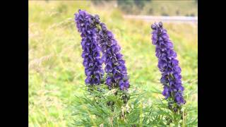 Aconitum napellus with translation text [upl. by Onilatac]