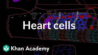 Heart cells up close  Circulatory system physiology  NCLEXRN  Khan Academy [upl. by Gudrun]