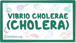 Vibrio cholerae Cholera  an Osmosis Preview [upl. by Irahk]