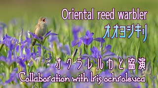 【 オクラレルカと協演】オオヨシキリ Oriental reed warbler ”Collaboration with ris orientalis”α7Ⅳで野鳥動画 With α7Ⅳ [upl. by Buerger]