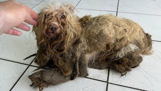 THE WORST DOG CONDITION I HAVE EVER SEEN IN MY LIFE as a dog groomer [upl. by Eanil191]